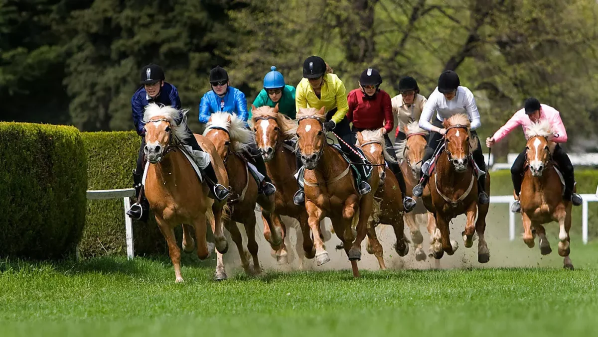 haflinger-galopprennen